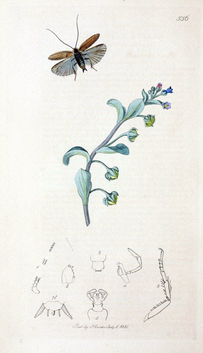 British entomology;.London,Printed for the author,1823-40.  | Botany "Great Britain" Insects "Pictorial works" | Vintage Print Reproduction 463958