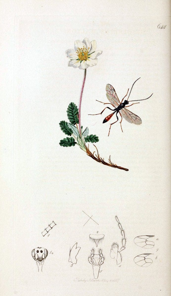 British entomology;.London,Printed for the author,1823-40.  | Botany "Great Britain" Insects "Pictorial works" | Vintage Print Reproduction 463959