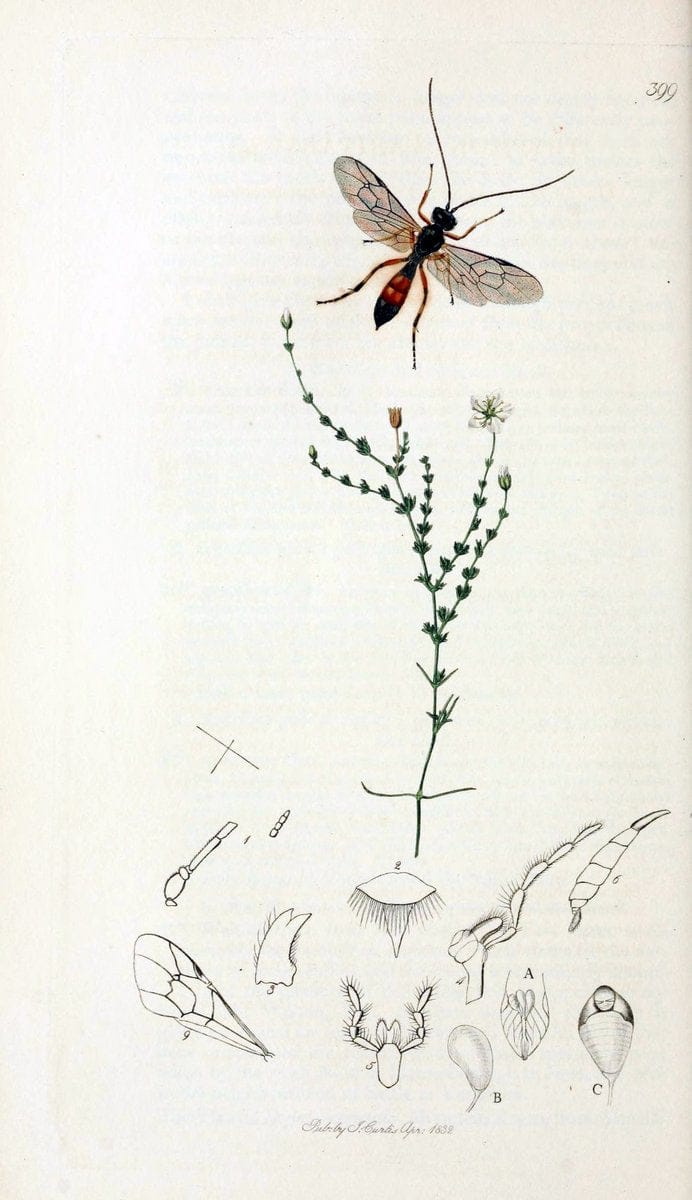 British entomology;.London,Printed for the author,1823-40.  | Botany "Great Britain" Insects "Pictorial works" | Vintage Print Reproduction 463960