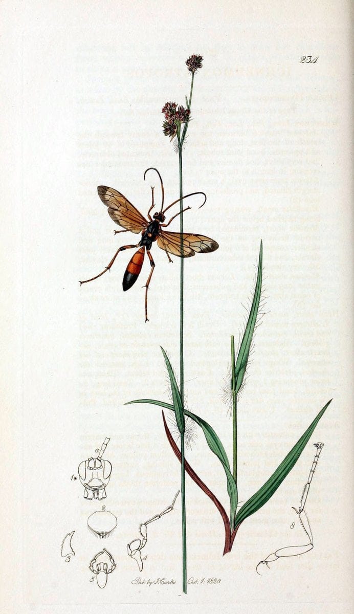 British entomology;.London,Printed for the author,1823-40.  | Botany "Great Britain" Insects "Pictorial works" | Vintage Print Reproduction 463962