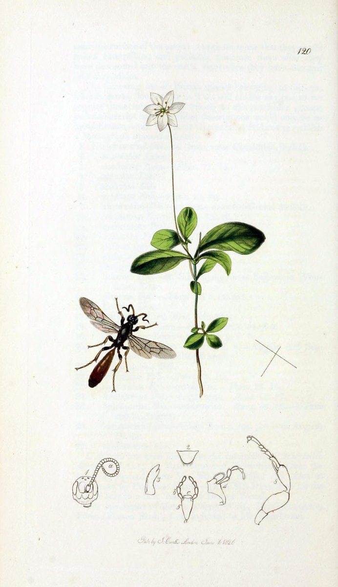 British entomology;.London,Printed for the author,1823-40.  | Botany "Great Britain" Insects "Pictorial works" | Vintage Print Reproduction 463963