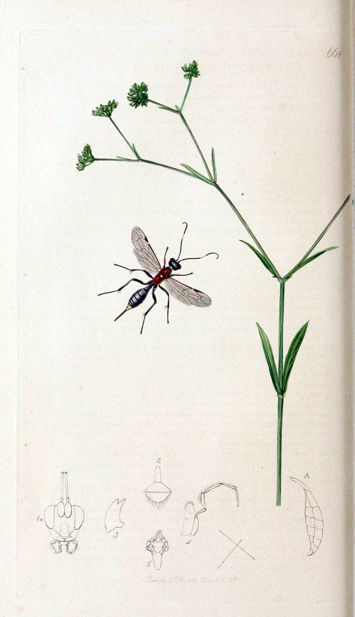 British entomology;.London,Printed for the author,1823-40.  | Botany "Great Britain" Insects "Pictorial works" | Vintage Print Reproduction 463964