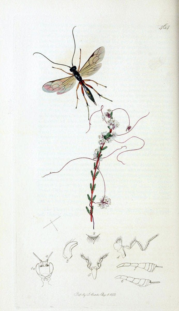 British entomology;.London,Printed for the author,1823-40.  | Botany "Great Britain" Insects "Pictorial works" | Vintage Print Reproduction 463967