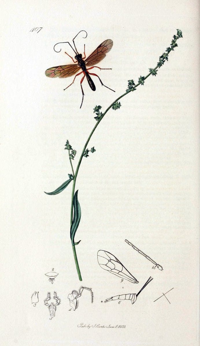 British entomology;.London,Printed for the author,1823-40.  | Botany "Great Britain" Insects "Pictorial works" | Vintage Print Reproduction 463968