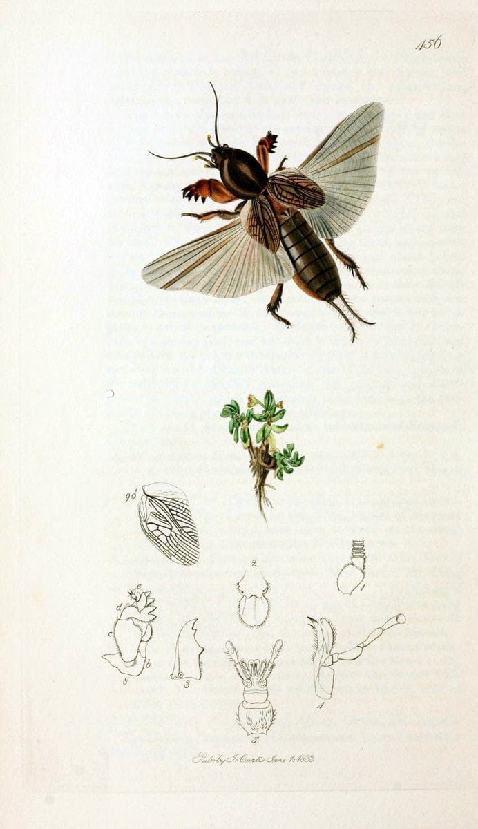British entomology;.London,Printed for the author,1823-40.  | Botany "Great Britain" Insects "Pictorial works" | Vintage Print Reproduction 463969