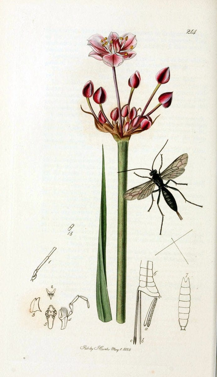 British entomology;.London,Printed for the author,1823-40.  | Botany "Great Britain" Insects "Pictorial works" | Vintage Print Reproduction 463970