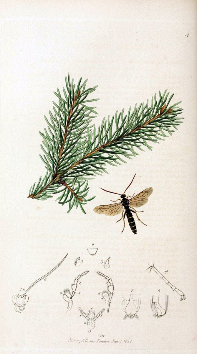 British entomology;.London,Printed for the author,1823-40.  | Botany "Great Britain" Insects "Pictorial works" | Vintage Print Reproduction 463971