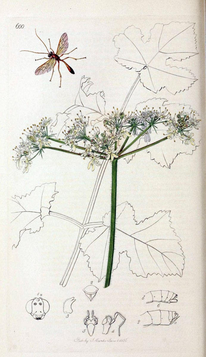 British entomology;.London,Printed for the author,1823-40.  | Botany "Great Britain" Insects "Pictorial works" | Vintage Print Reproduction 463975