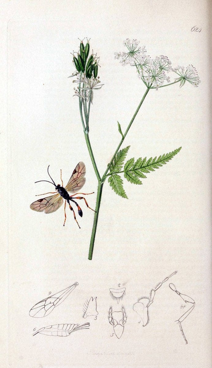 British entomology;.London,Printed for the author,1823-40.  | Botany "Great Britain" Insects "Pictorial works" | Vintage Print Reproduction 463976
