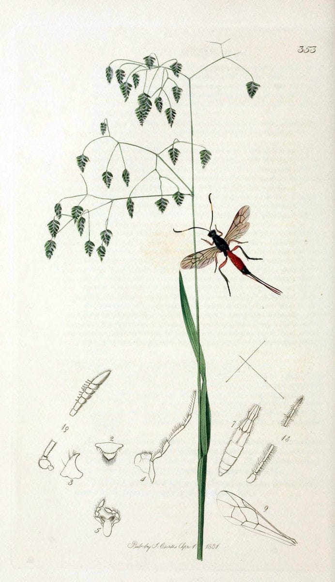 British entomology;.London,Printed for the author,1823-40.  | Botany "Great Britain" Insects "Pictorial works" | Vintage Print Reproduction 463977