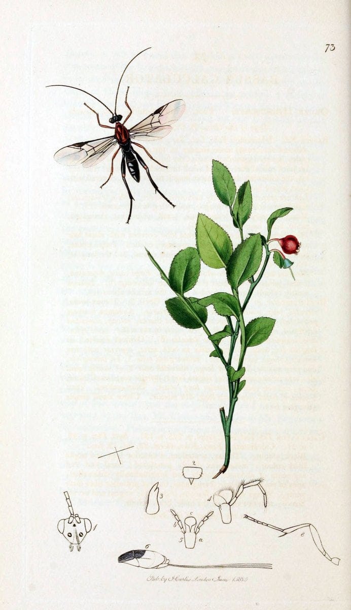 British entomology;.London,Printed for the author,1823-40.  | Botany "Great Britain" Insects "Pictorial works" | Vintage Print Reproduction 463979