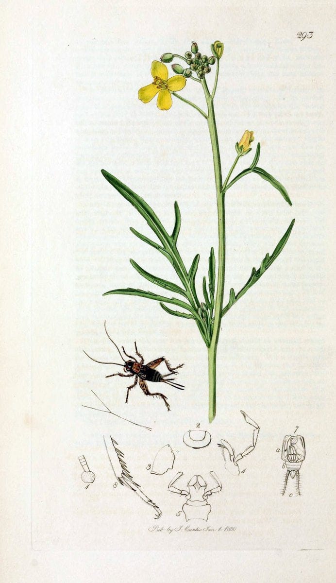 British entomology;.London,Printed for the author,1823-40.  | Botany "Great Britain" Insects "Pictorial works" | Vintage Print Reproduction 463980