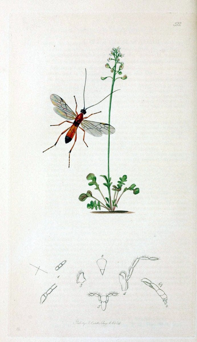 British entomology;.London,Printed for the author,1823-40.  | Botany "Great Britain" Insects "Pictorial works" | Vintage Print Reproduction 463985