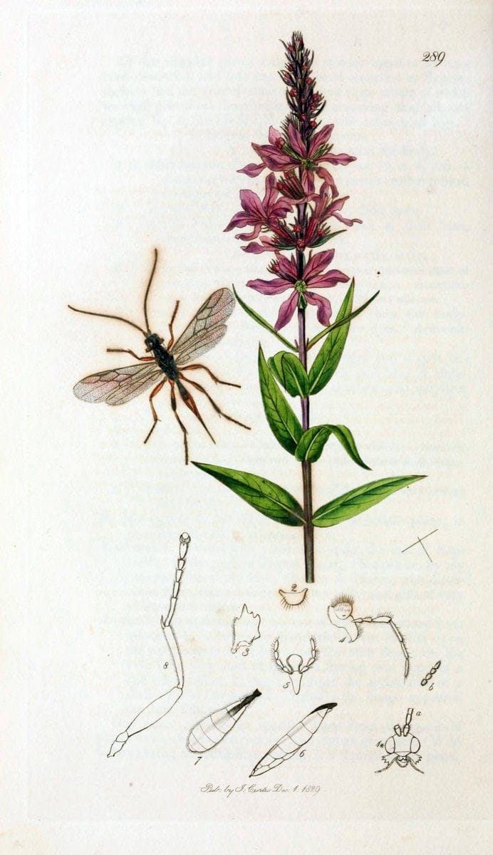 British entomology;.London,Printed for the author,1823-40.  | Botany "Great Britain" Insects "Pictorial works" | Vintage Print Reproduction 463988