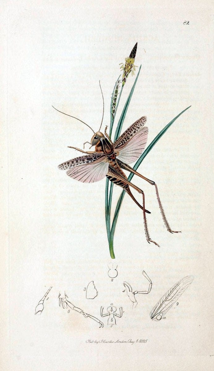 British entomology;.London,Printed for the author,1823-40.  | Botany "Great Britain" Insects "Pictorial works" | Vintage Print Reproduction 463991