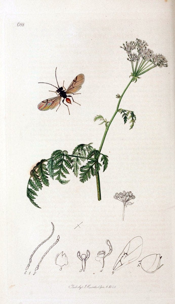 British entomology;.London,Printed for the author,1823-40.  | Botany "Great Britain" Insects "Pictorial works" | Vintage Print Reproduction 463992