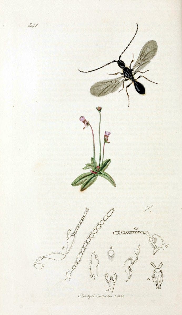 British entomology;.London,Printed for the author,1823-40.  | Botany "Great Britain" Insects "Pictorial works" | Vintage Print Reproduction 463993