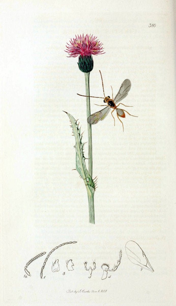British entomology;.London,Printed for the author,1823-40.  | Botany "Great Britain" Insects "Pictorial works" | Vintage Print Reproduction 463994