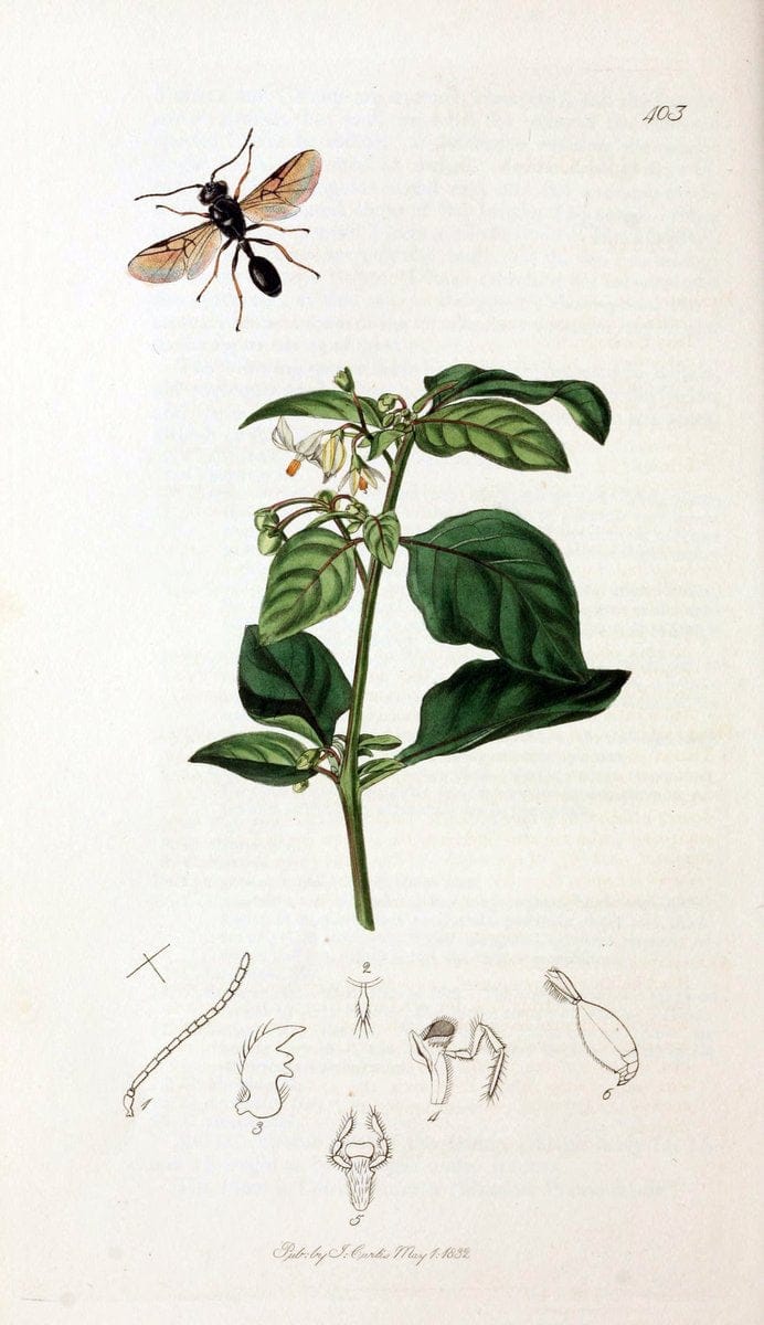 British entomology;.London,Printed for the author,1823-40.  | Botany "Great Britain" Insects "Pictorial works" | Vintage Print Reproduction 463995