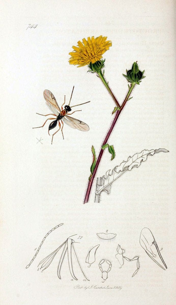 British entomology;.London,Printed for the author,1823-40.  | Botany "Great Britain" Insects "Pictorial works" | Vintage Print Reproduction 463996