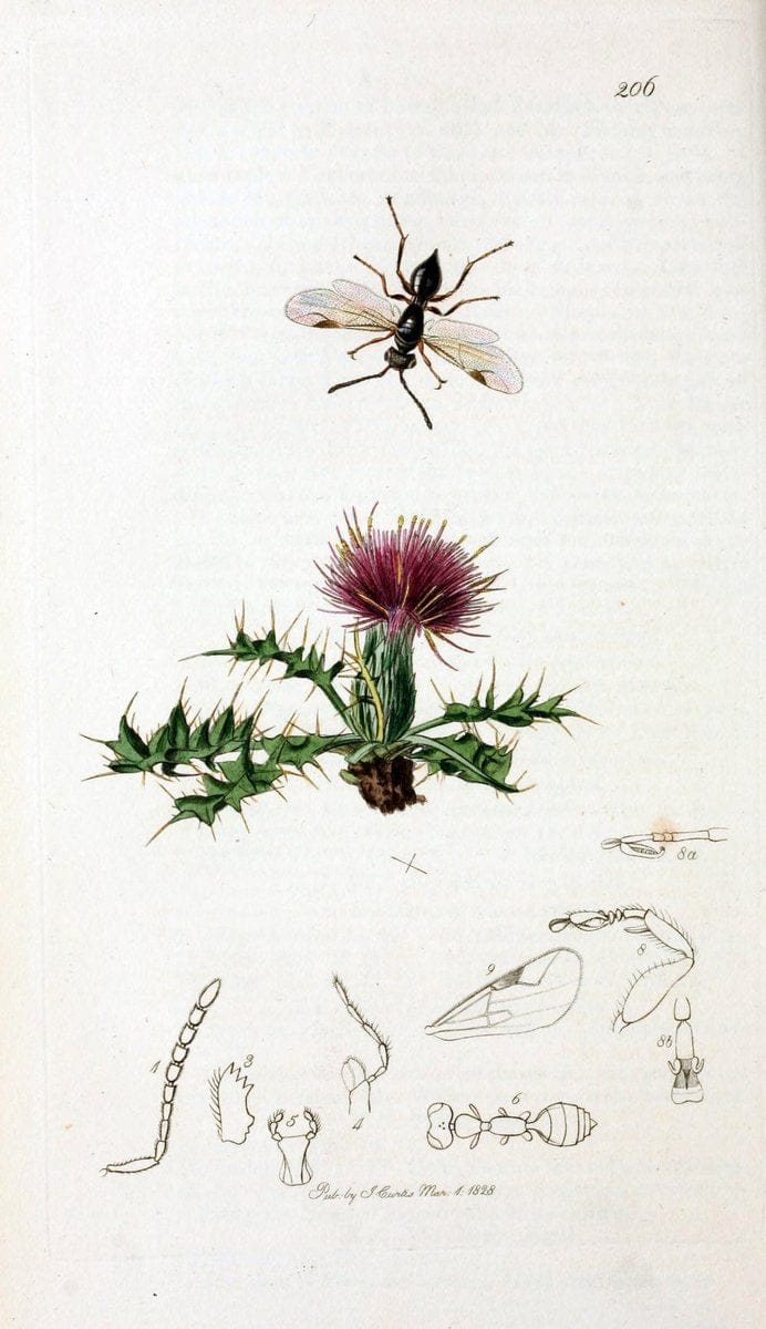 British entomology;.London,Printed for the author,1823-40.  | Botany "Great Britain" Insects "Pictorial works" | Vintage Print Reproduction 463997