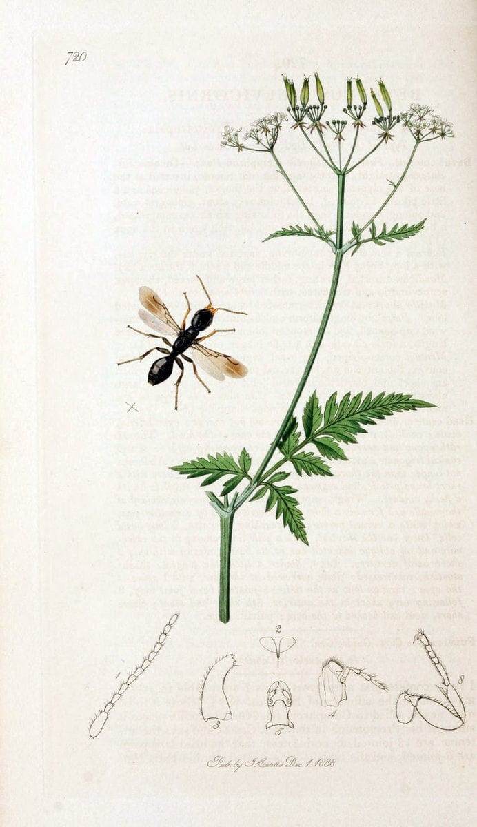 British entomology;.London,Printed for the author,1823-40.  | Botany "Great Britain" Insects "Pictorial works" | Vintage Print Reproduction 463998