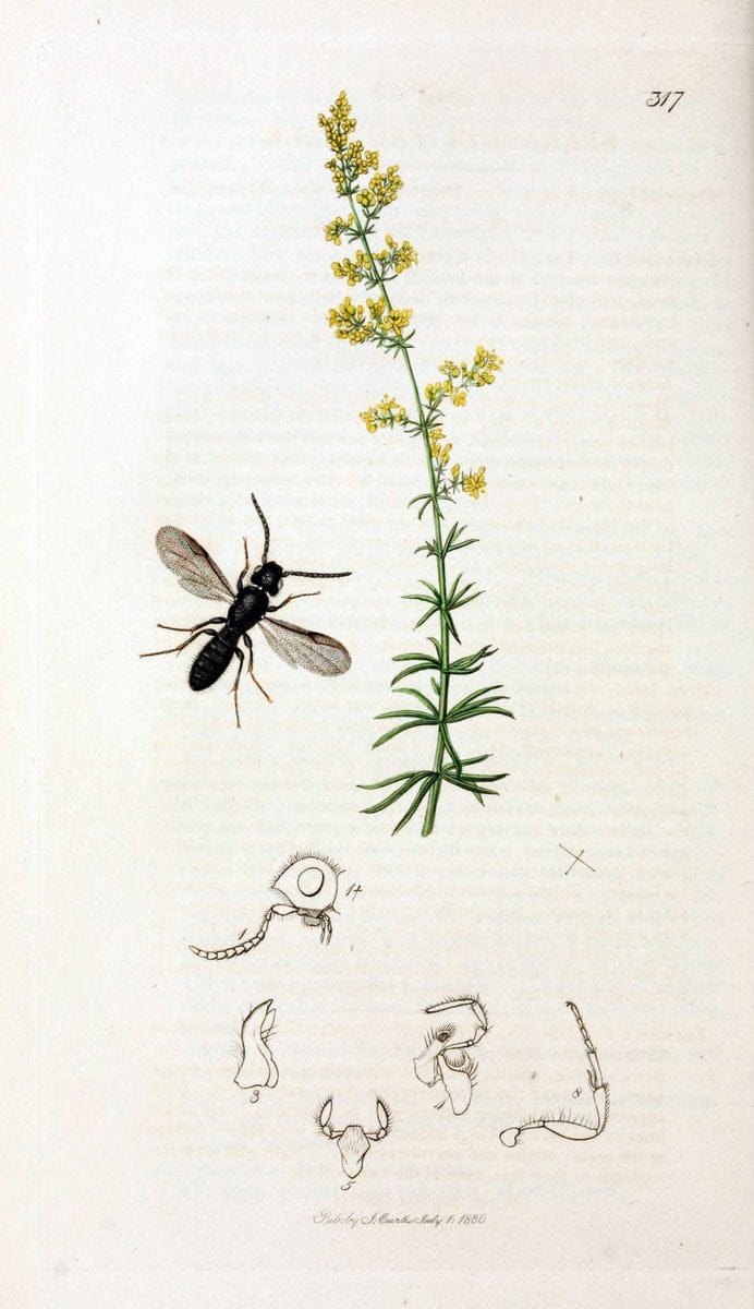 British entomology;.London,Printed for the author,1823-40.  | Botany "Great Britain" Insects "Pictorial works" | Vintage Print Reproduction 463999