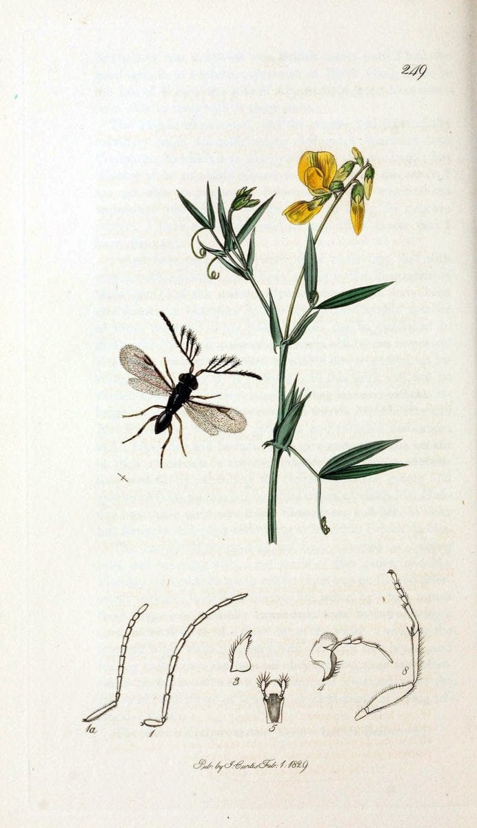 British entomology;.London,Printed for the author,1823-40.  | Botany "Great Britain" Insects "Pictorial works" | Vintage Print Reproduction 464000