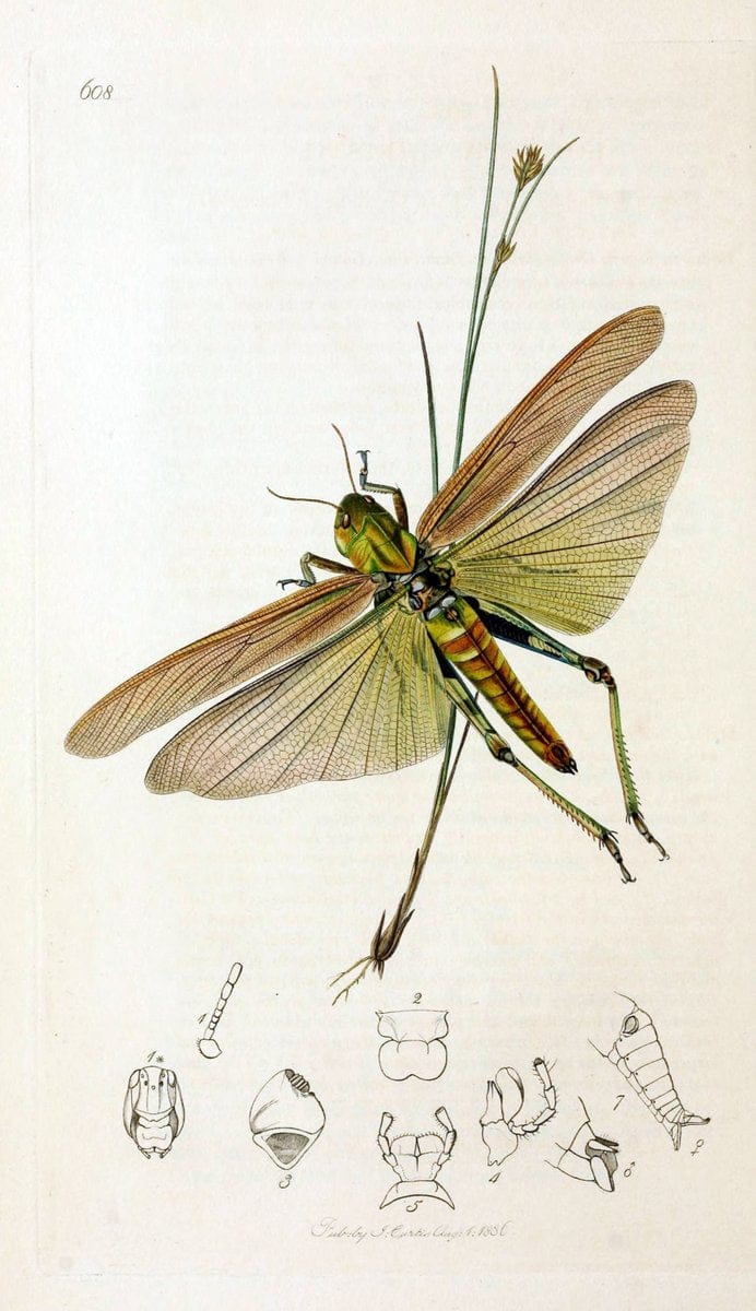 British entomology;.London,Printed for the author,1823-40.  | Botany "Great Britain" Insects "Pictorial works" | Vintage Print Reproduction 464002