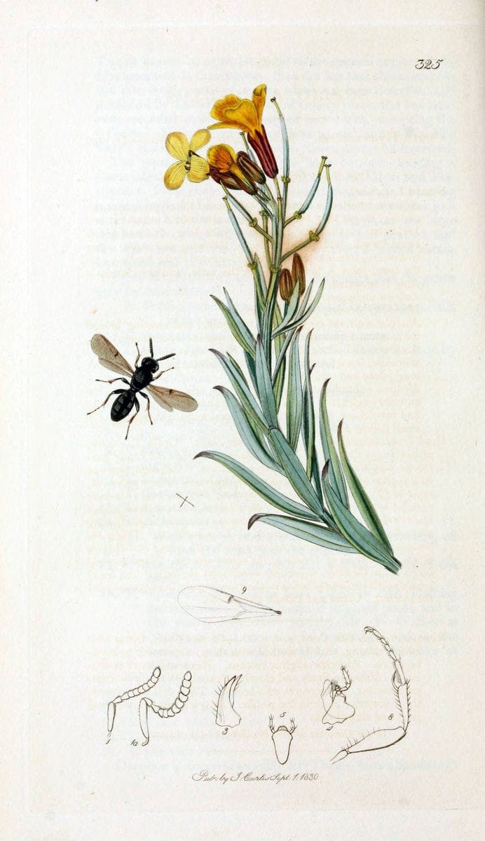 British entomology;.London,Printed for the author,1823-40.  | Botany "Great Britain" Insects "Pictorial works" | Vintage Print Reproduction 464003