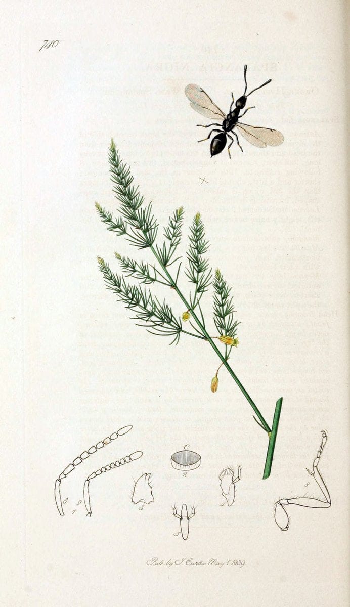 British entomology;.London,Printed for the author,1823-40.  | Botany "Great Britain" Insects "Pictorial works" | Vintage Print Reproduction 464006