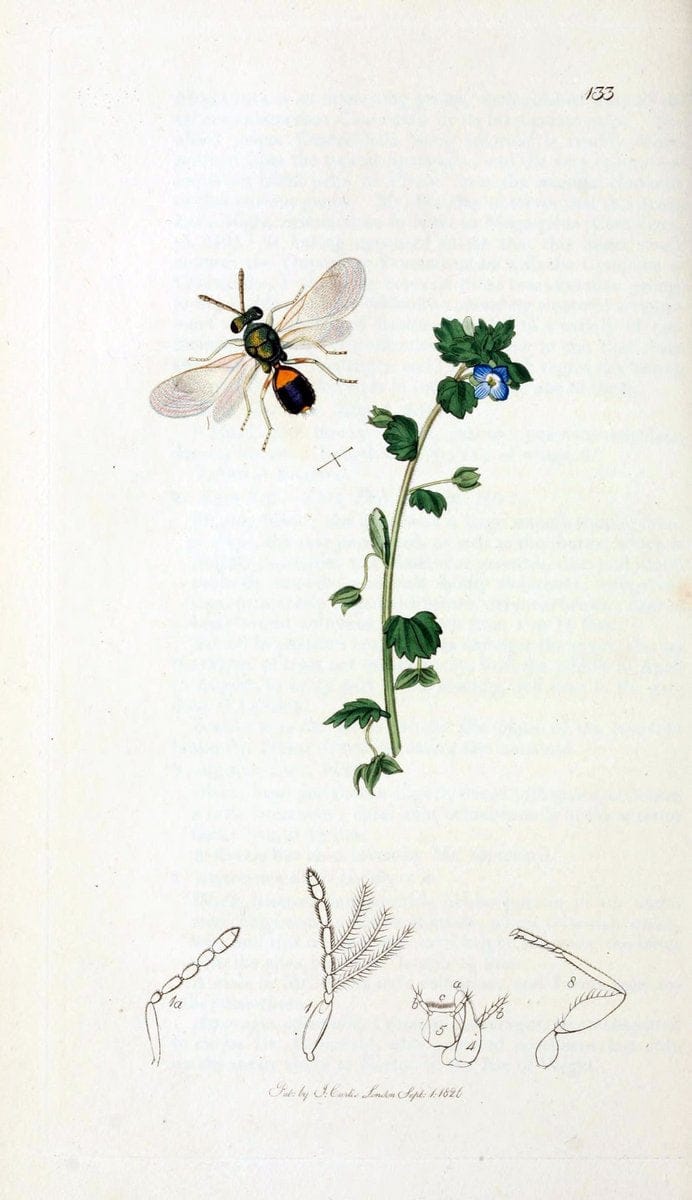 British entomology;.London,Printed for the author,1823-40.  | Botany "Great Britain" Insects "Pictorial works" | Vintage Print Reproduction 464007