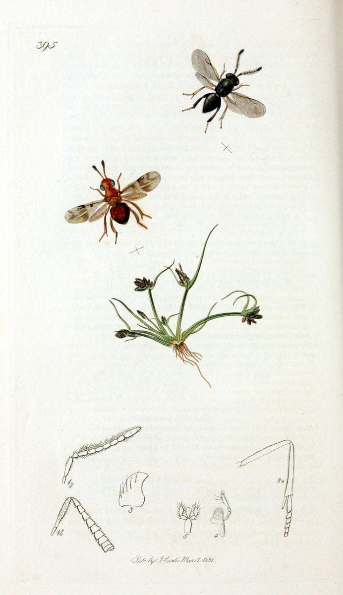 British entomology;.London,Printed for the author,1823-40.  | Botany "Great Britain" Insects "Pictorial works" | Vintage Print Reproduction 464008