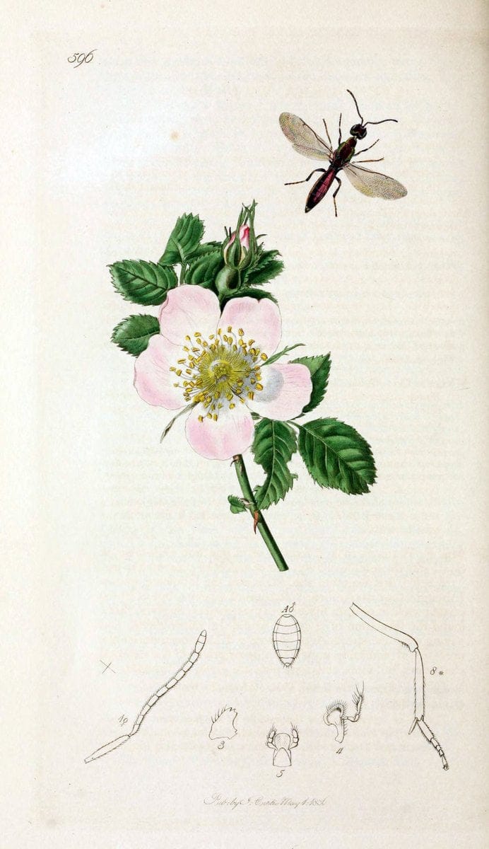 British entomology;.London,Printed for the author,1823-40.  | Botany "Great Britain" Insects "Pictorial works" | Vintage Print Reproduction 464009