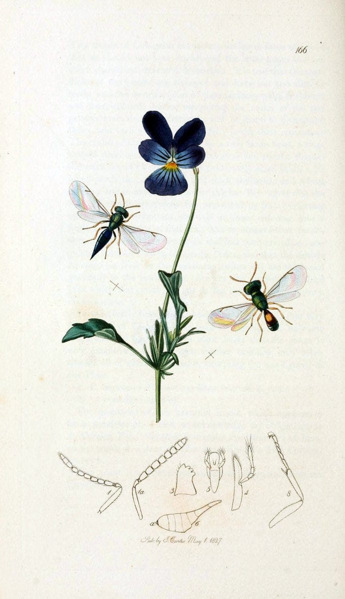 British entomology;.London,Printed for the author,1823-40.  | Botany "Great Britain" Insects "Pictorial works" | Vintage Print Reproduction 464011