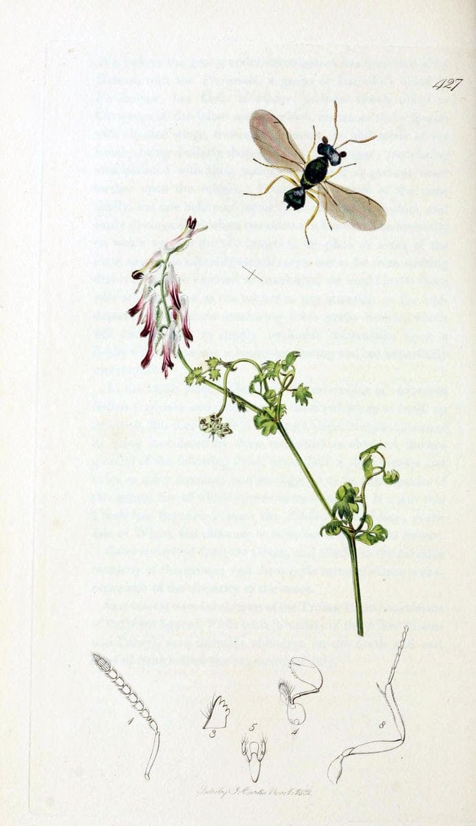 British entomology;.London,Printed for the author,1823-40.  | Botany "Great Britain" Insects "Pictorial works" | Vintage Print Reproduction 464012