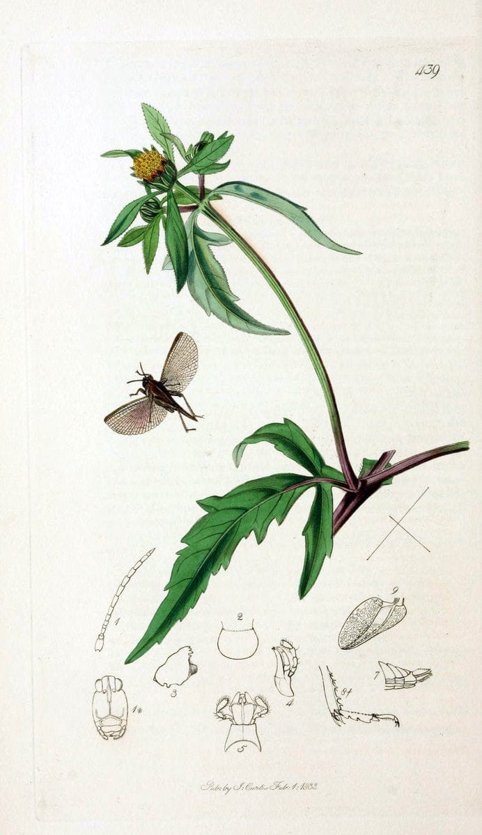 British entomology;.London,Printed for the author,1823-40.  | Botany "Great Britain" Insects "Pictorial works" | Vintage Print Reproduction 464013