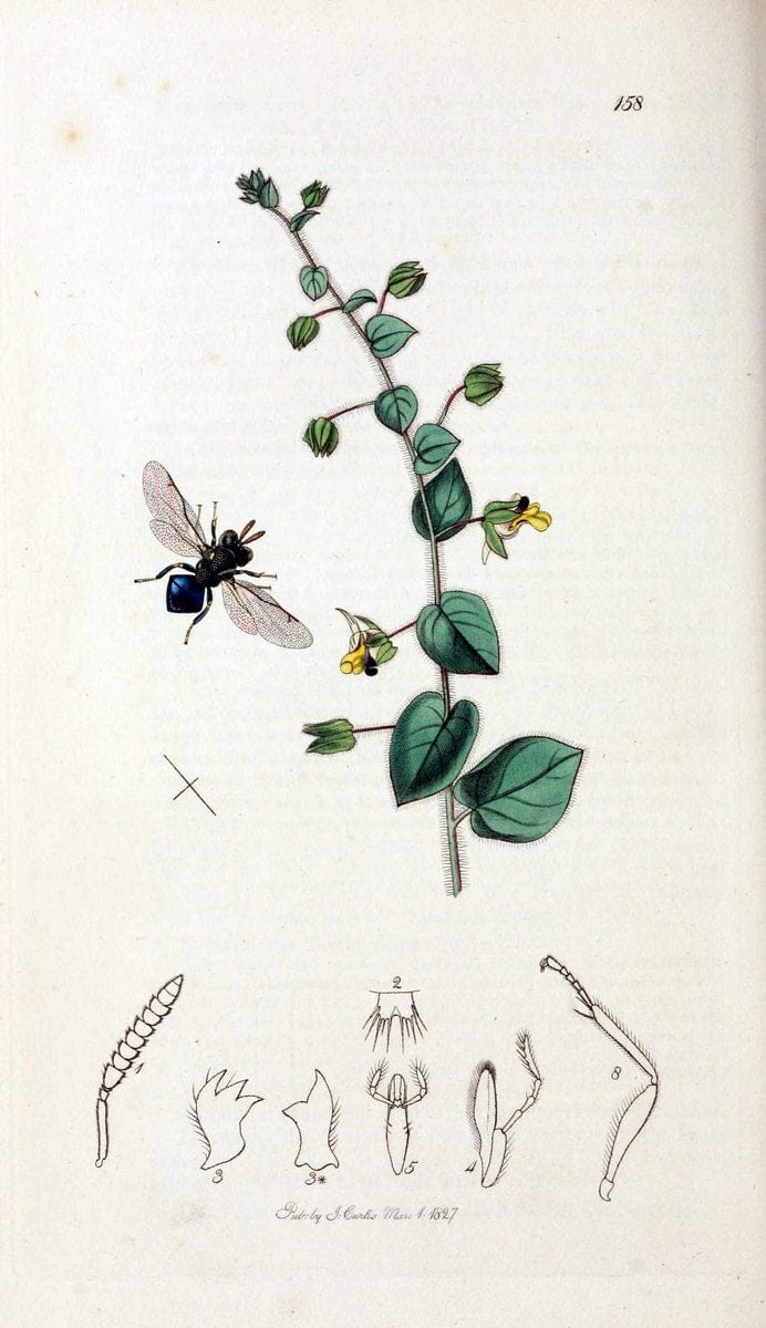 British entomology;.London,Printed for the author,1823-40.  | Botany "Great Britain" Insects "Pictorial works" | Vintage Print Reproduction 464015