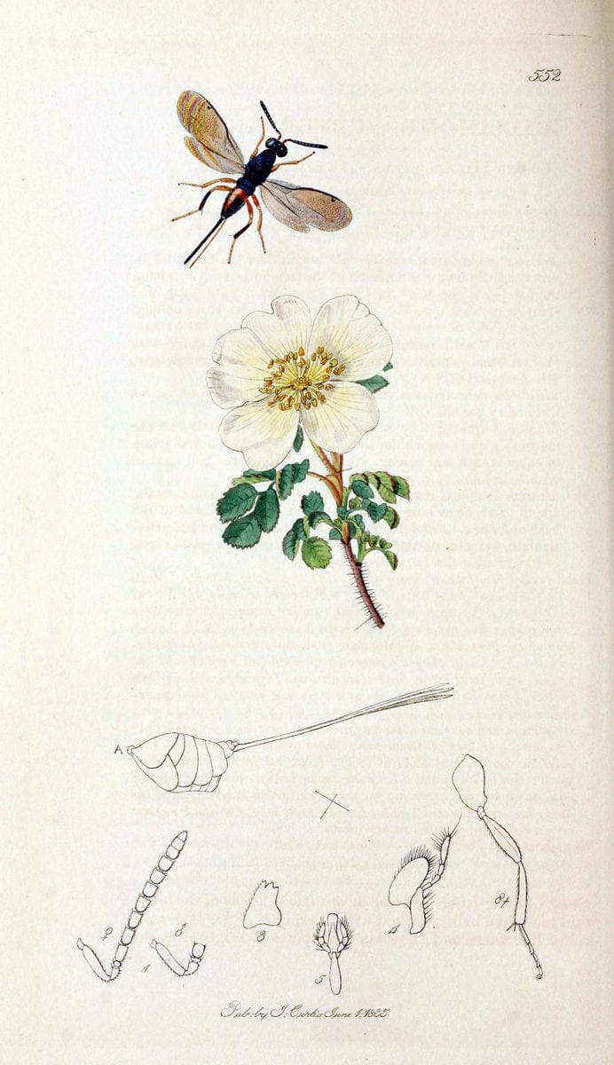 British entomology;.London,Printed for the author,1823-40.  | Botany "Great Britain" Insects "Pictorial works" | Vintage Print Reproduction 464016