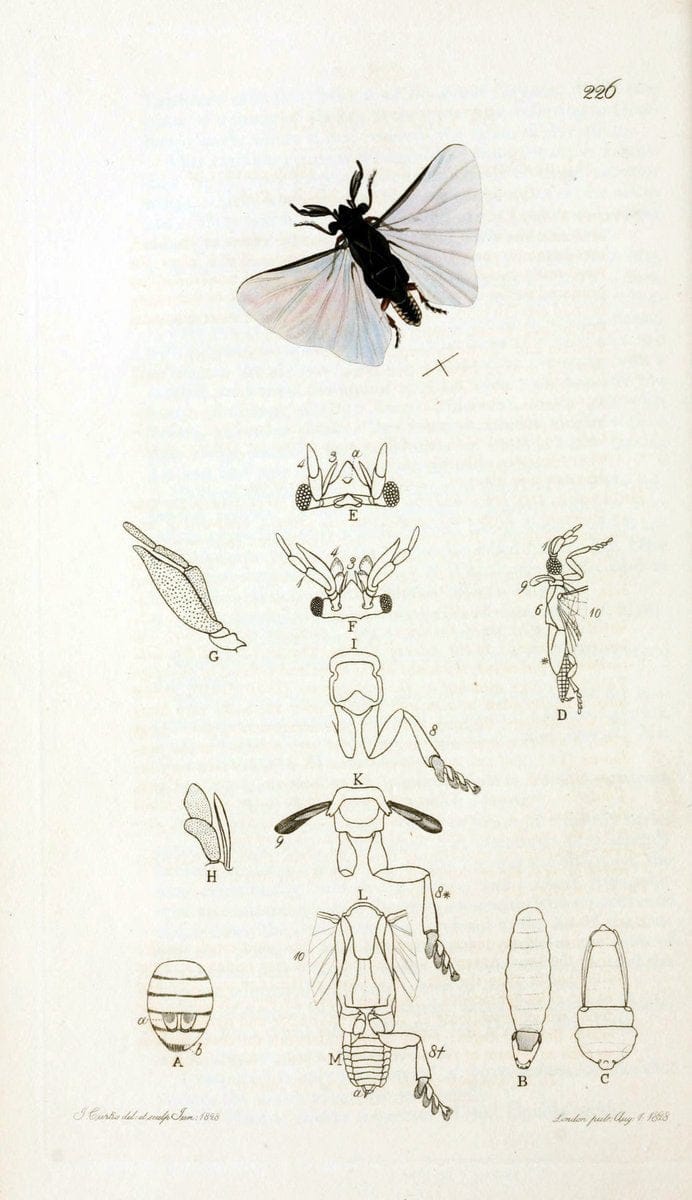 British entomology;.London,Printed for the author,1823-40.  | Botany "Great Britain" Insects "Pictorial works" | Vintage Print Reproduction 464018