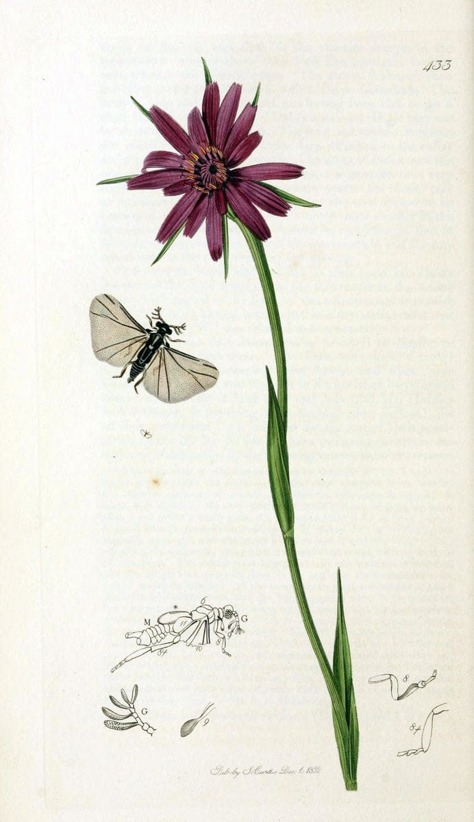 British entomology;.London,Printed for the author,1823-40.  | Botany "Great Britain" Insects "Pictorial works" | Vintage Print Reproduction 464020