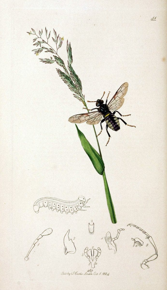British entomology;.London,Printed for the author,1823-40.  | Botany "Great Britain" Insects "Pictorial works" | Vintage Print Reproduction 464021