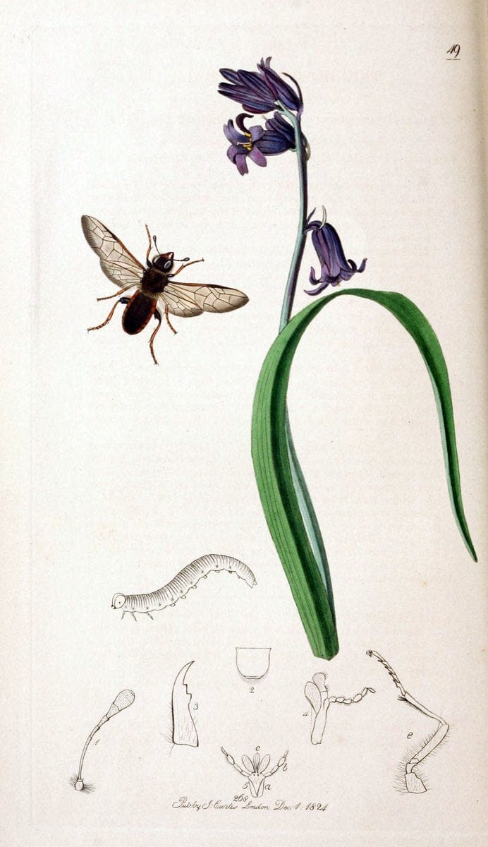 British entomology;.London,Printed for the author,1823-40.  | Botany "Great Britain" Insects "Pictorial works" | Vintage Print Reproduction 464022