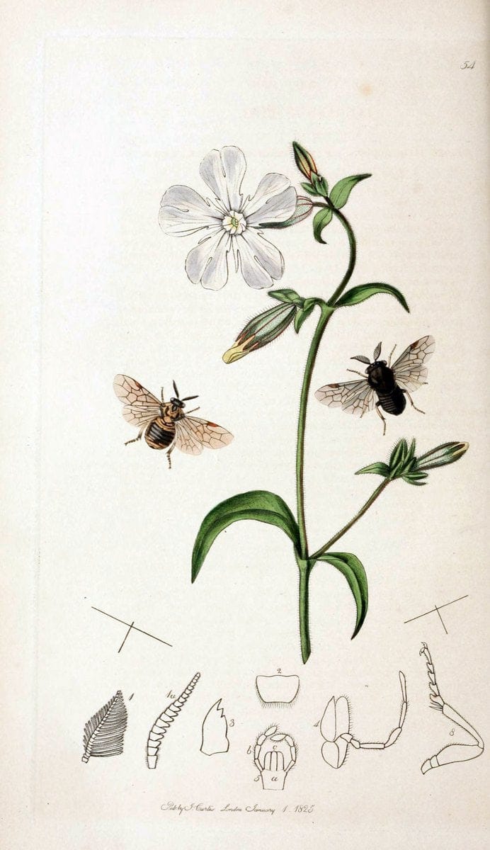 British entomology;.London,Printed for the author,1823-40.  | Botany "Great Britain" Insects "Pictorial works" | Vintage Print Reproduction 464026