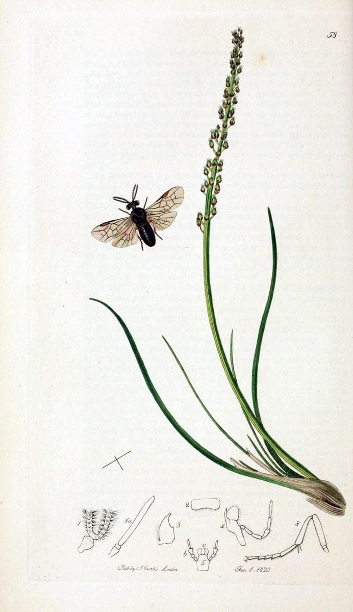 British entomology;.London,Printed for the author,1823-40.  | Botany "Great Britain" Insects "Pictorial works" | Vintage Print Reproduction 464027