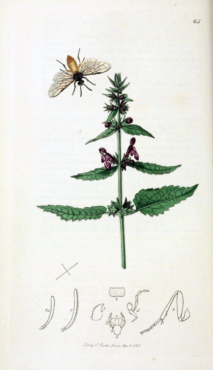British entomology;.London,Printed for the author,1823-40.  | Botany "Great Britain" Insects "Pictorial works" | Vintage Print Reproduction 464028