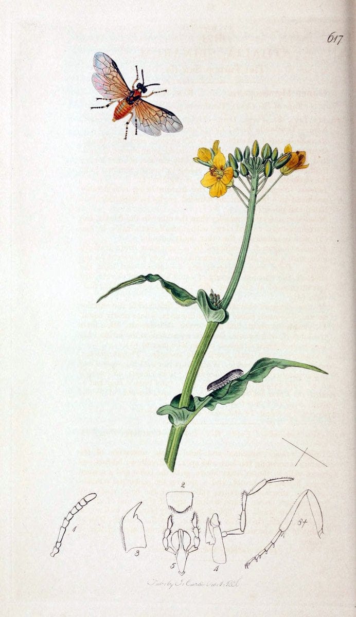 British entomology;.London,Printed for the author,1823-40.  | Botany "Great Britain" Insects "Pictorial works" | Vintage Print Reproduction 464029