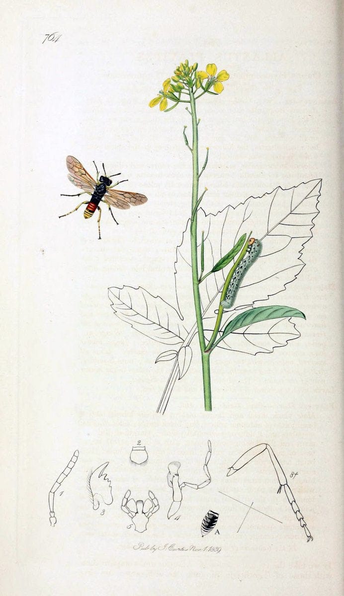 British entomology;.London,Printed for the author,1823-40.  | Botany "Great Britain" Insects "Pictorial works" | Vintage Print Reproduction 464030