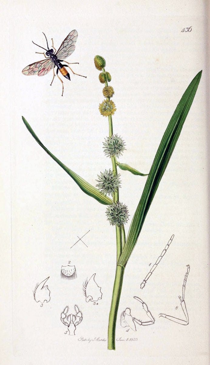 British entomology;.London,Printed for the author,1823-40.  | Botany "Great Britain" Insects "Pictorial works" | Vintage Print Reproduction 464032