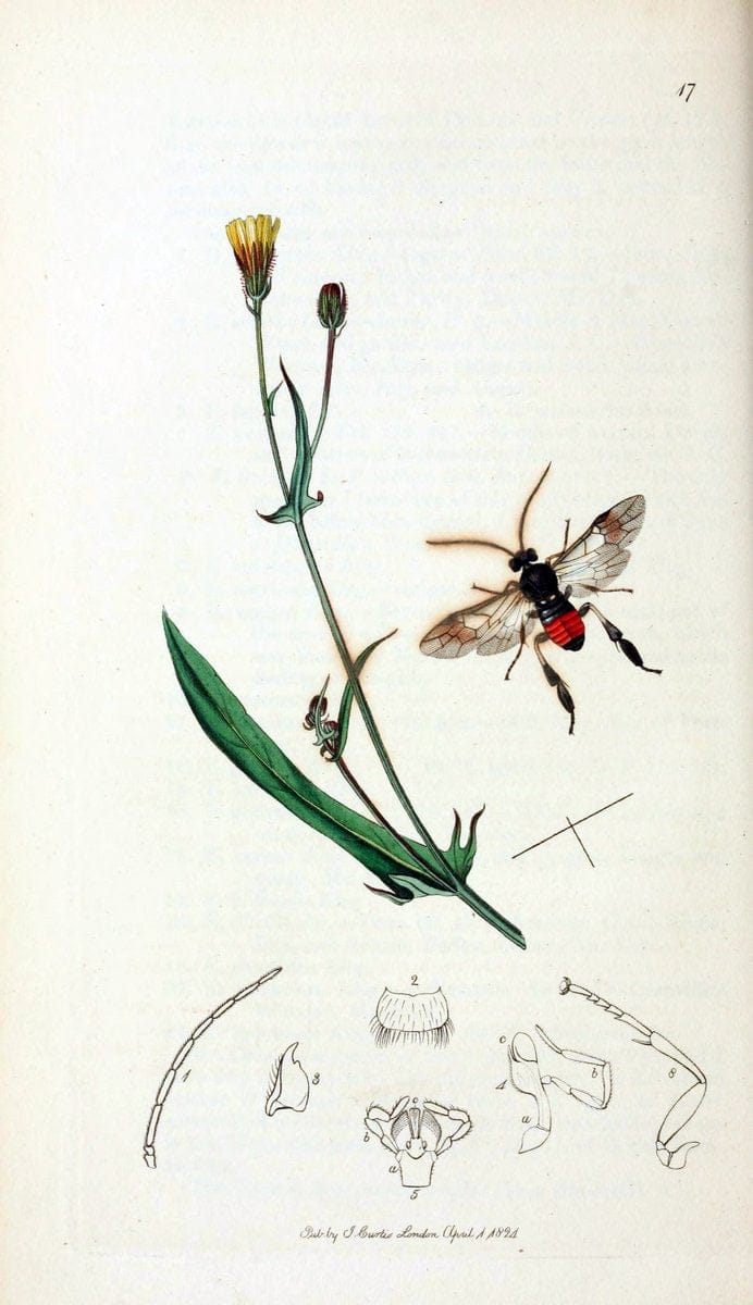 British entomology;.London,Printed for the author,1823-40.  | Botany "Great Britain" Insects "Pictorial works" | Vintage Print Reproduction 464033
